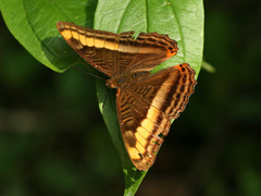 Adelpha tracta