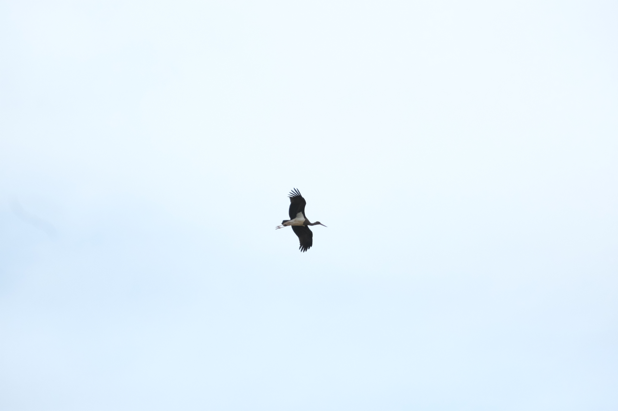 Black Stork (Ciconia nigra), photo 1