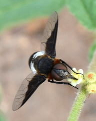 Exoprosopa dimidiata