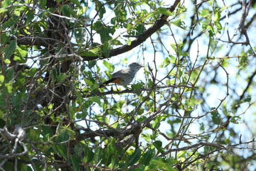 Chestnut-vented Warbler (Curruca subcoerulea)