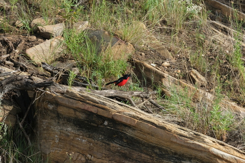 Crimson-breasted Shrike (Laniarius atrococcineus), photo 1
