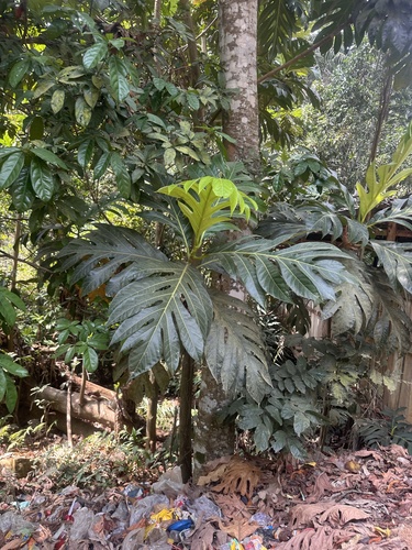 Breadfruit
