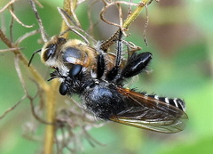 Laxenecera albicincta