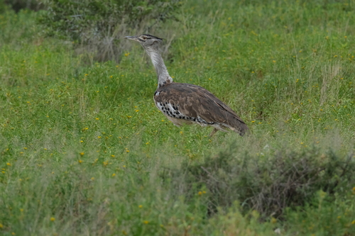 Kori Bustard (Ardeotis kori)