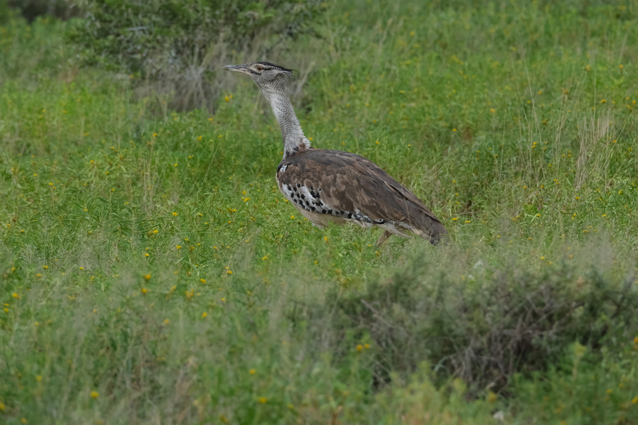 Kori Bustard (Ardeotis kori), photo 1