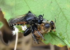 Laxenecera albicincta