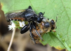 Laxenecera albicincta