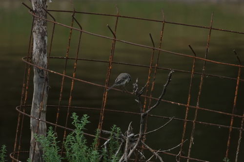 iNaturalist: (c) le0p0ld_d, some rights reserved (CC BY-NC), uploaded by le0p0ld_d iNaturalist image