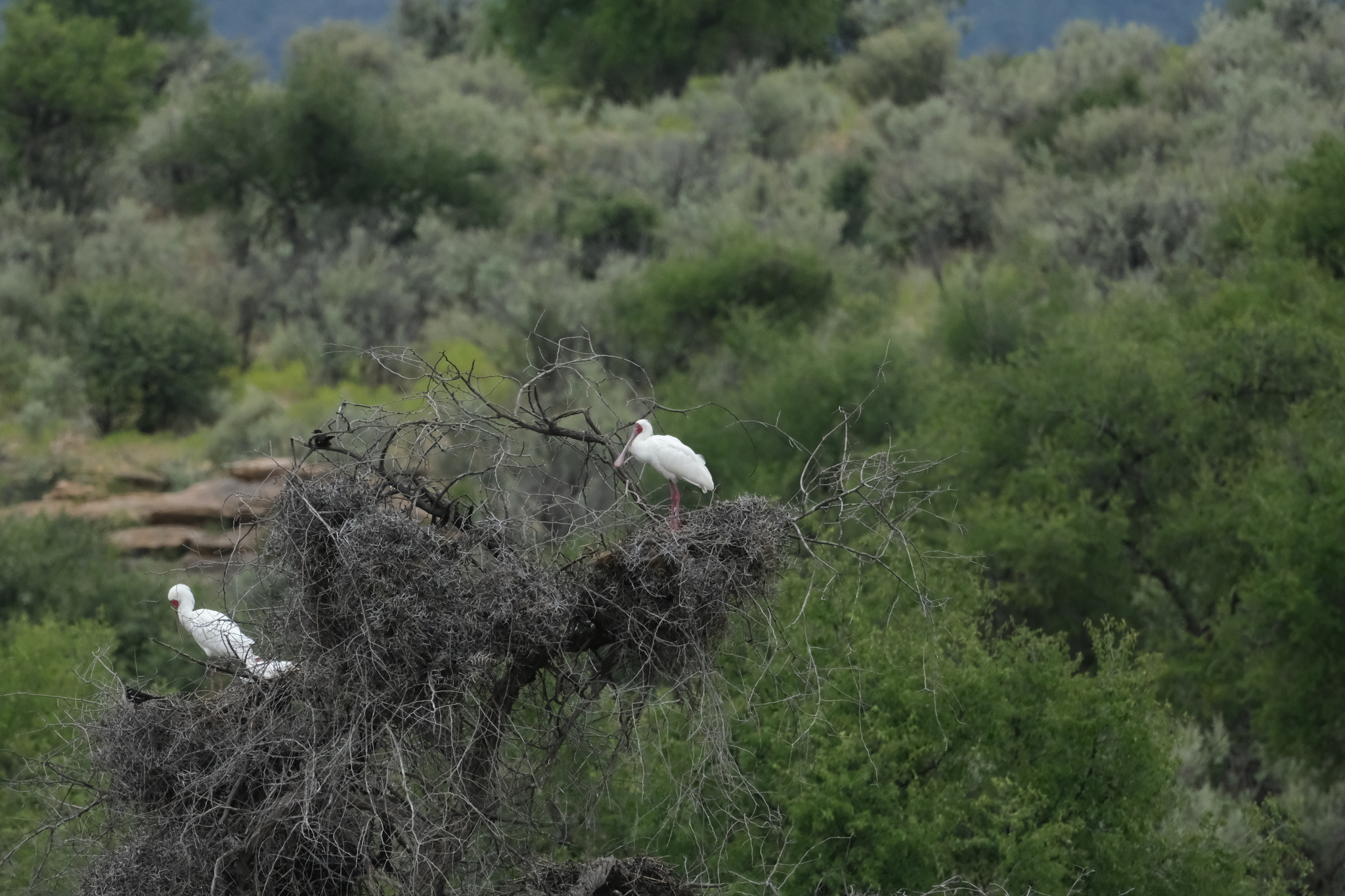 African Spoonbill (Platalea alba), photo 3