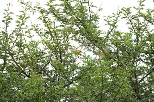 Black-chested Prinia (Prinia flavicans), photo 2