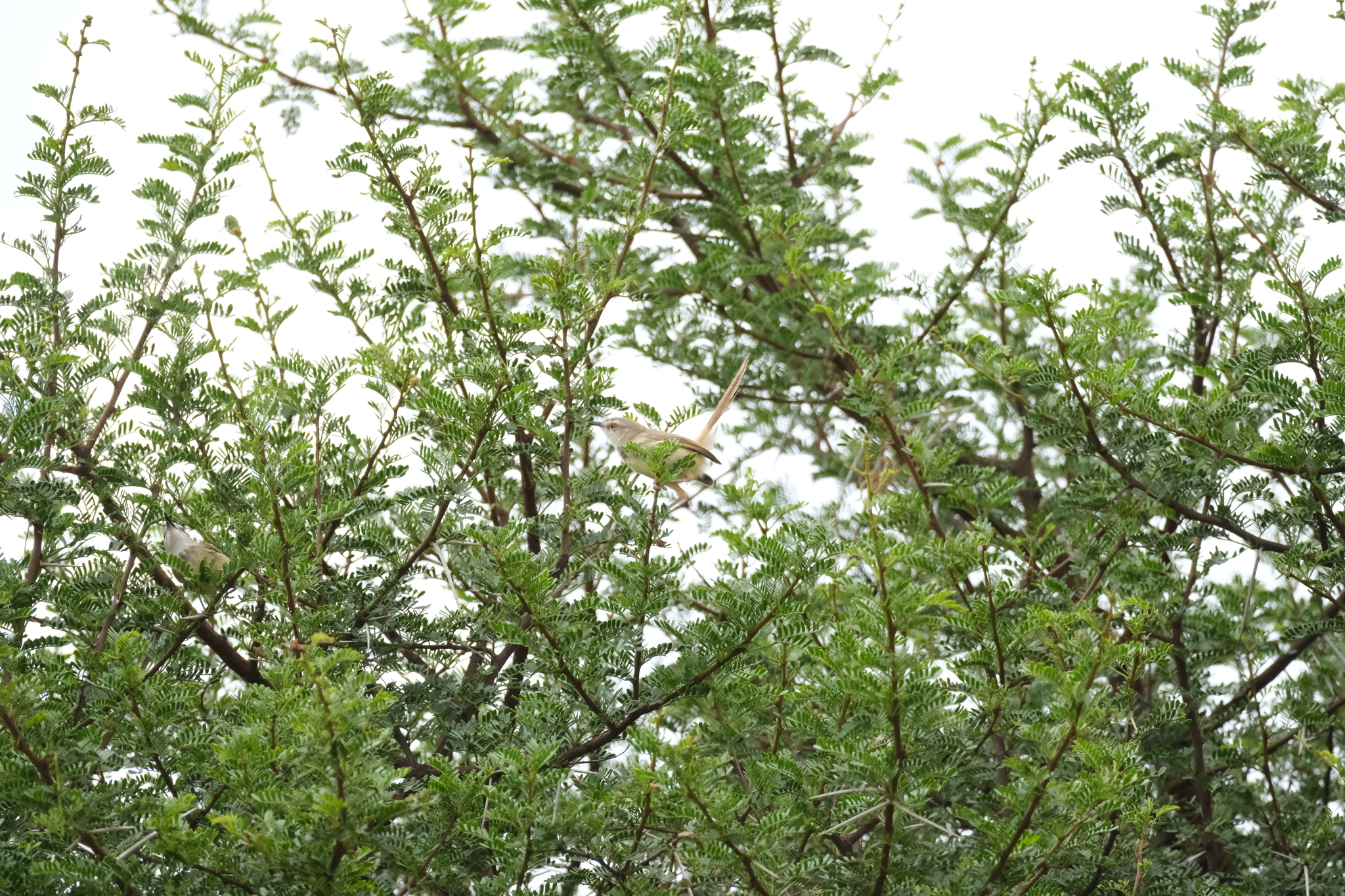 Black-chested Prinia (Prinia flavicans), photo 2