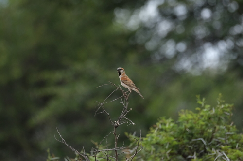 Great Sparrow (Passer motitensis)