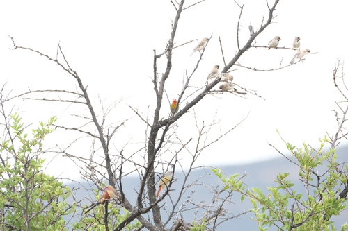 Green-winged Pytilia (Pytilia melba)