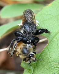 Laxenecera albicincta