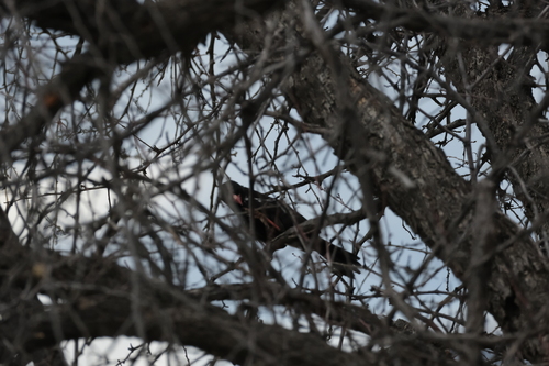 Red-billed Buffalo Weaver (Bubalornis niger), photo 4