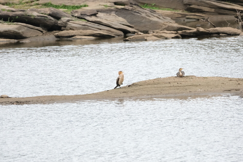 Reed Cormorant (Microcarbo africanus), photo 7