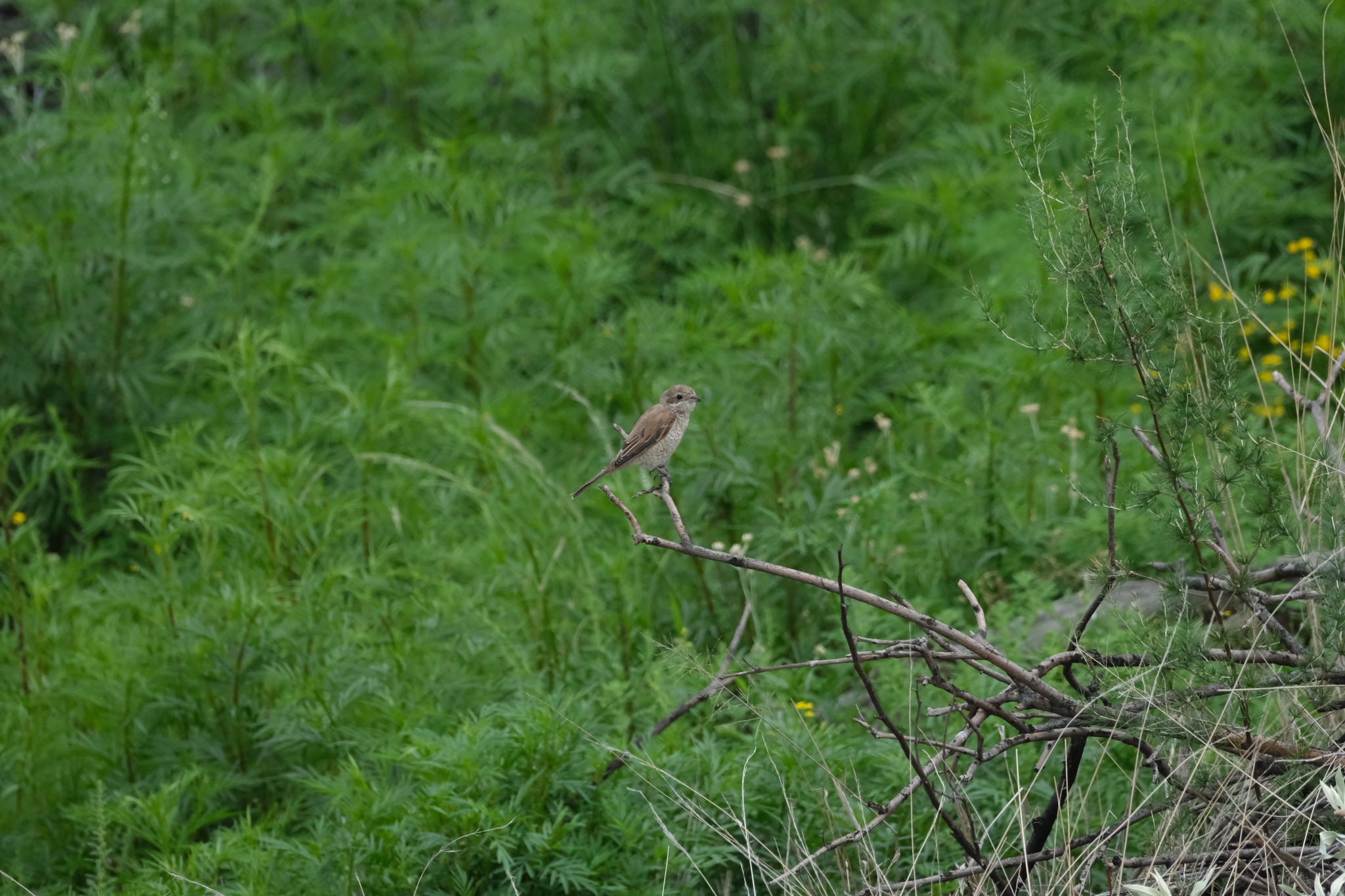 Red-backed Shrike (Lanius collurio), photo 2
