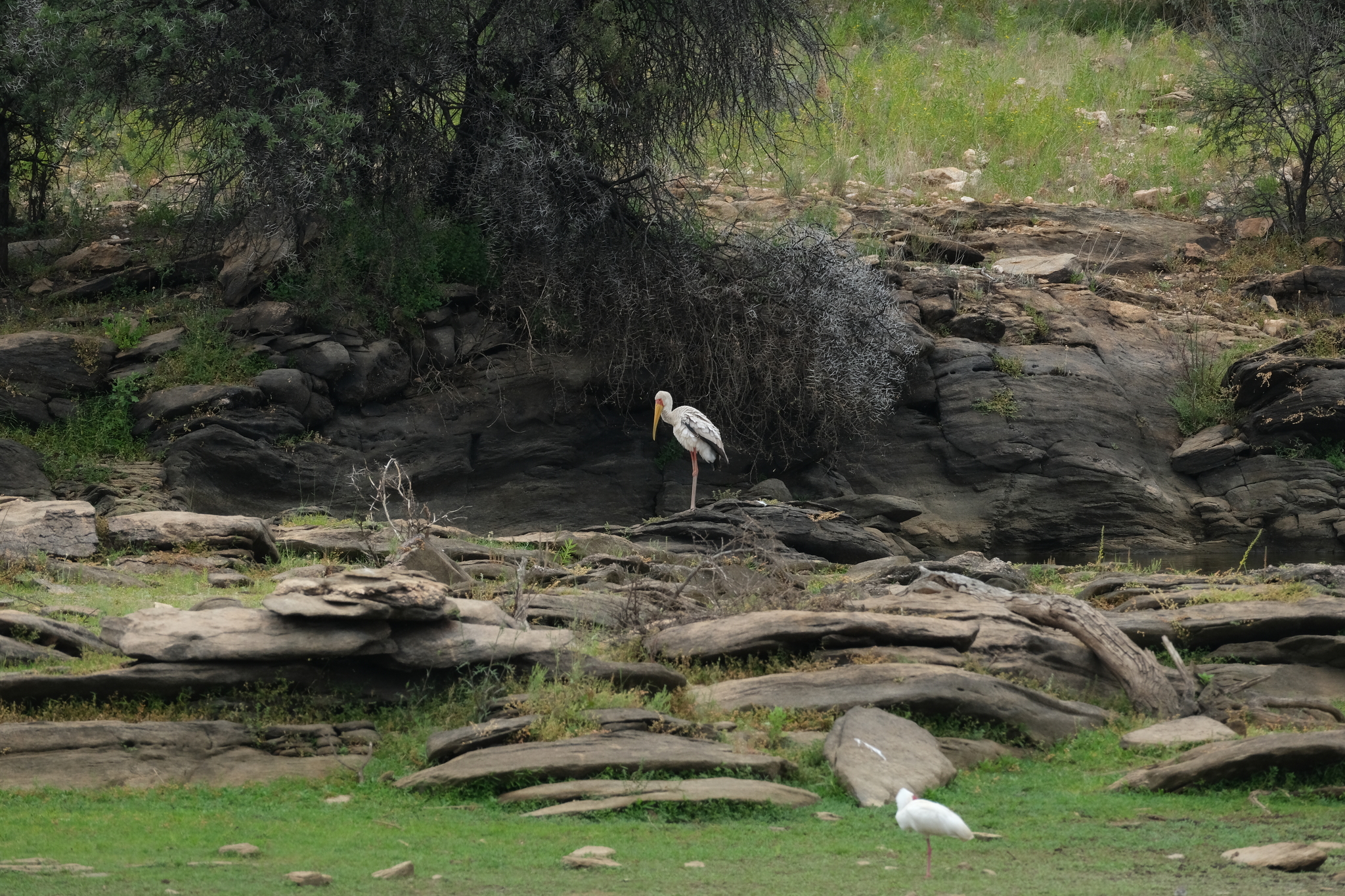 Yellow-billed Stork (Mycteria ibis), photo 6
