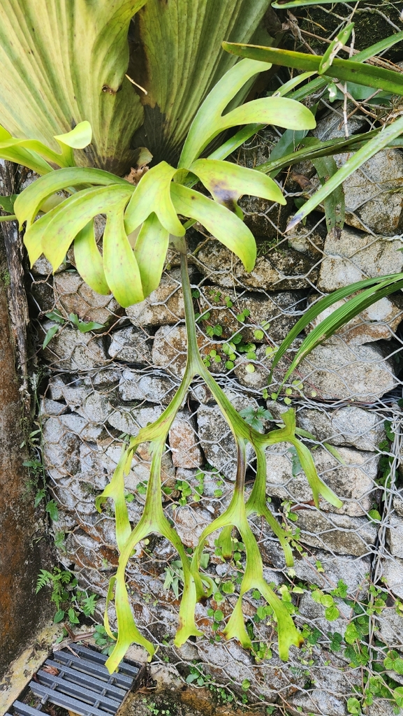 Ổ phượng tràng – Platycerium coronarium