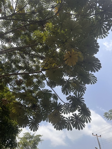 African corkwood tree