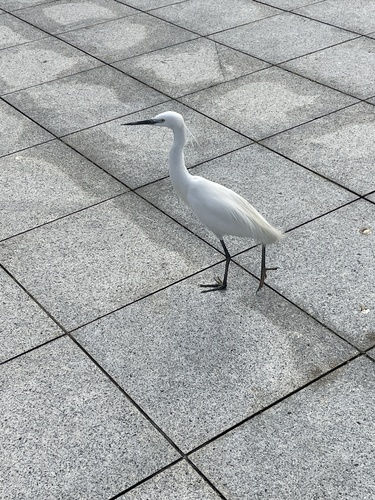 iNaturalist: (c) 簡淑娟, some rights reserved (CC BY-NC), uploaded by 簡淑娟 iNaturalist image