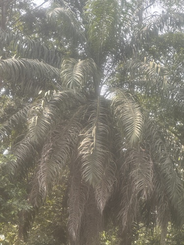African oil palm