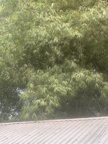 common bamboo