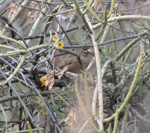 Scaly Chatterer (Argya aylmeri), photo 2