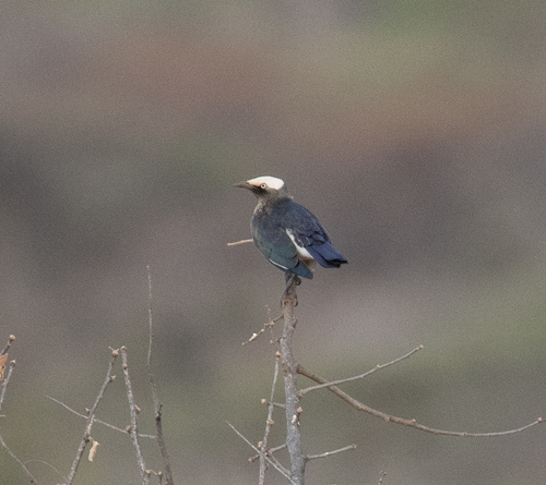 White-crowned Starling (Lamprotornis albicapillus), photo 10