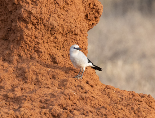 Ethiopian Bushcrow (Zavattariornis stresemanni), photo 10