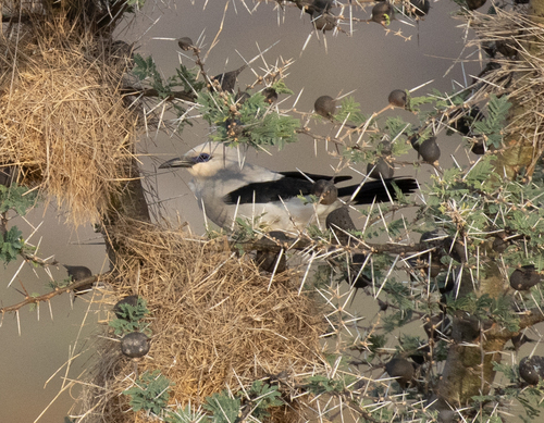 Ethiopian Bushcrow (Zavattariornis stresemanni), photo 2
