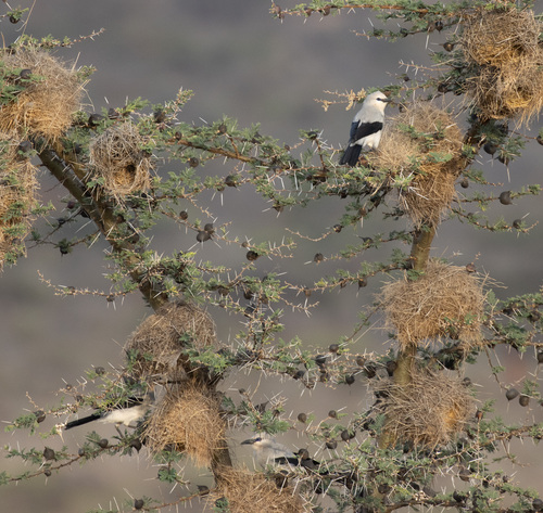 Ethiopian Bushcrow (Zavattariornis stresemanni), photo 1