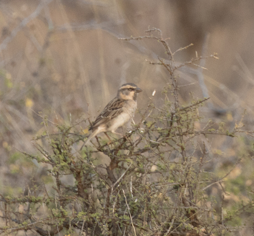 Shelley's Sparrow (Passer shelleyi), photo 9