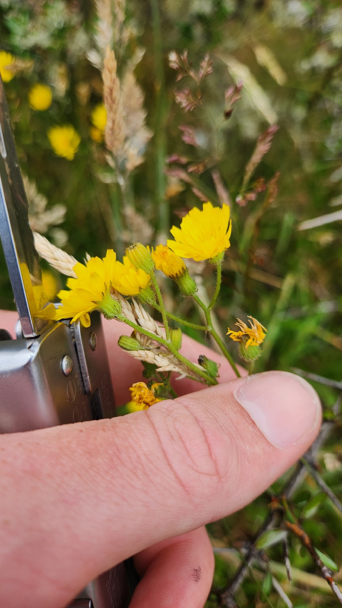 Imagem de Crepe do Japão/alface do brejo