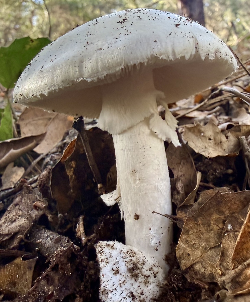 Amanita ocreata · January 2026 · photo: © hllrnnr (iNaturalist, cc0)