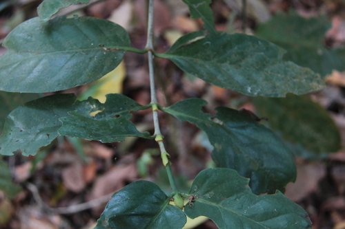 Bullockia mombazensis