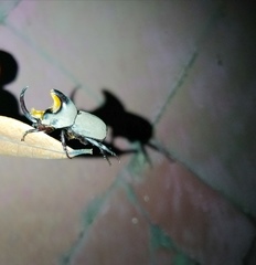 Diloboderus abderus