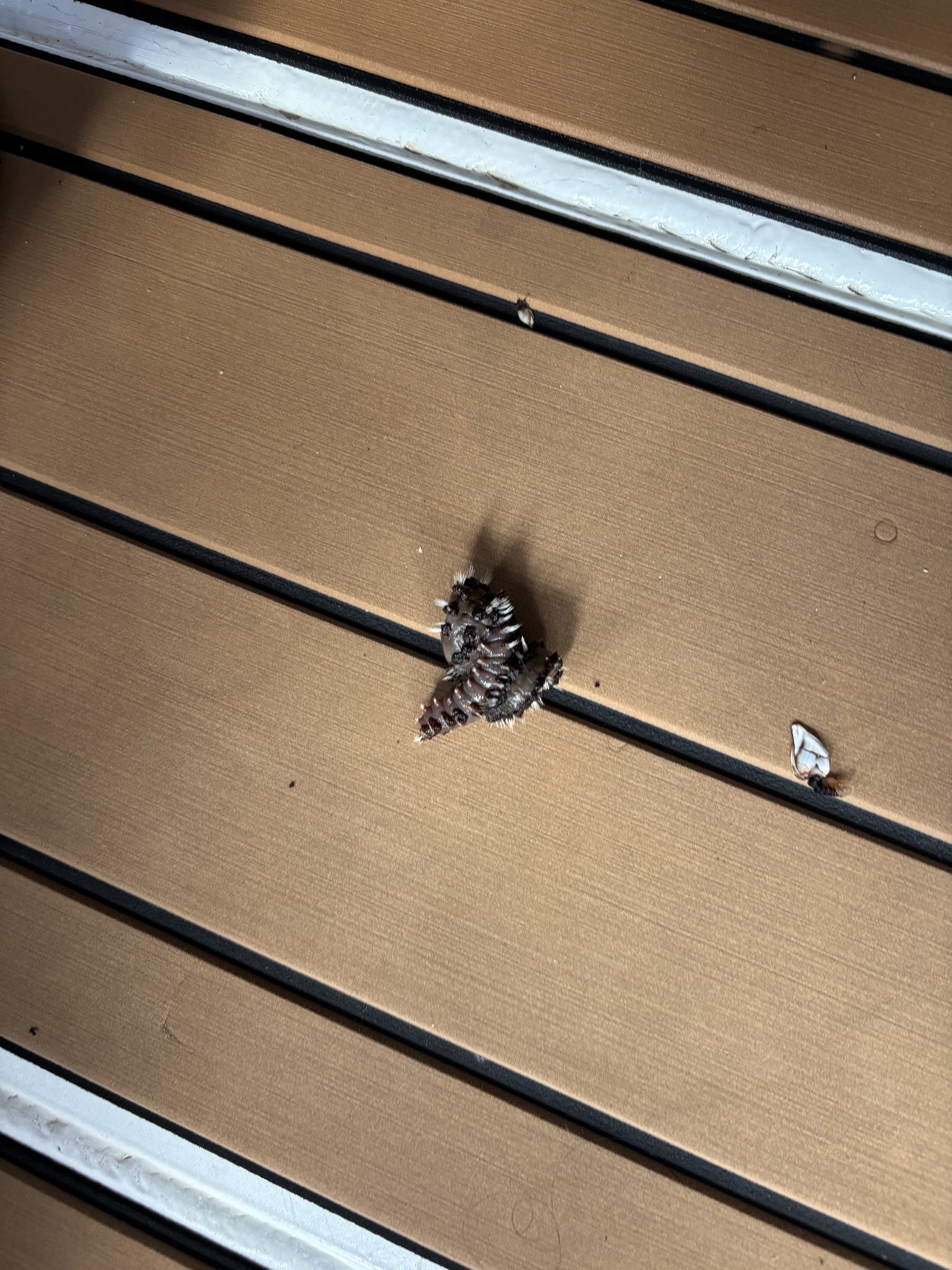 Amphinome rostrata (Pallas, 1766)