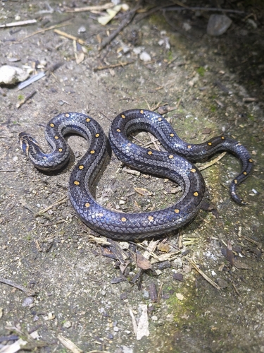 Lacroix Kukri Snake