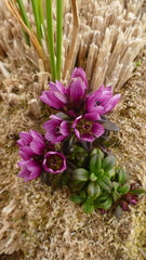 Gentianella concinna