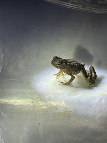 Ingerophrynus parvus observed 2025-10-01