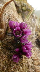 Gentianella concinna