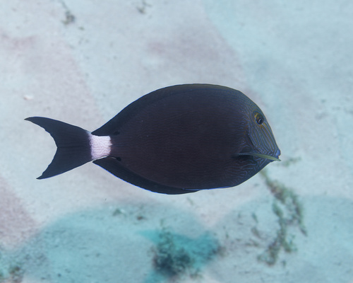 Acanthurus nigroris observed 2026-01-25