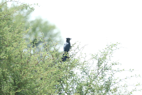 Levaillant's Cuckoo (Clamator levaillantii)