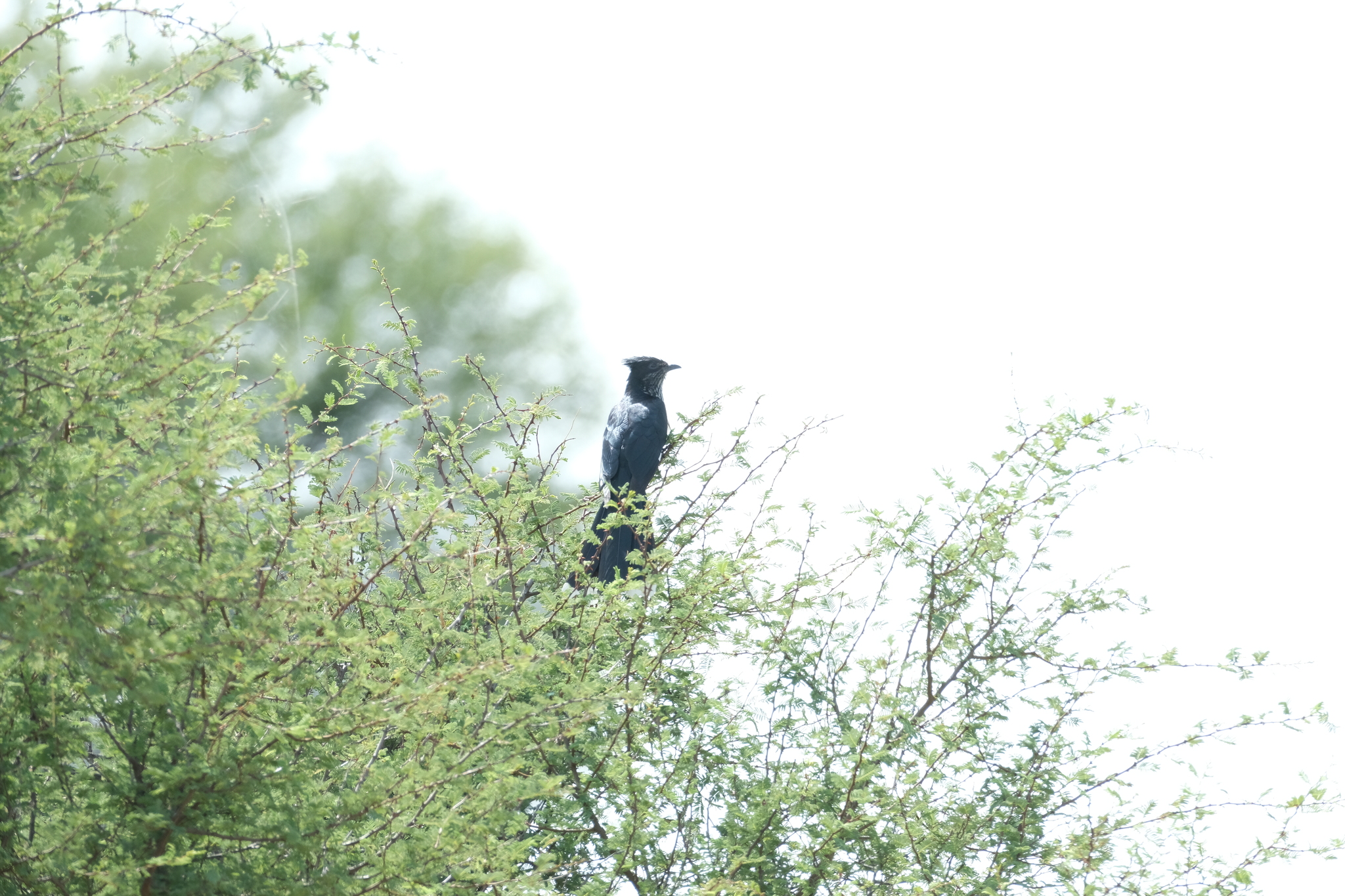 Levaillant's Cuckoo (Clamator levaillantii), photo 1