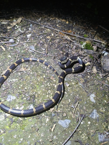 Gongshan Wolf Snake