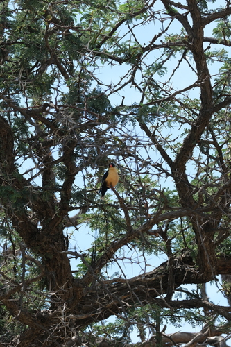Shaft-tailed Whydah (Vidua regia)