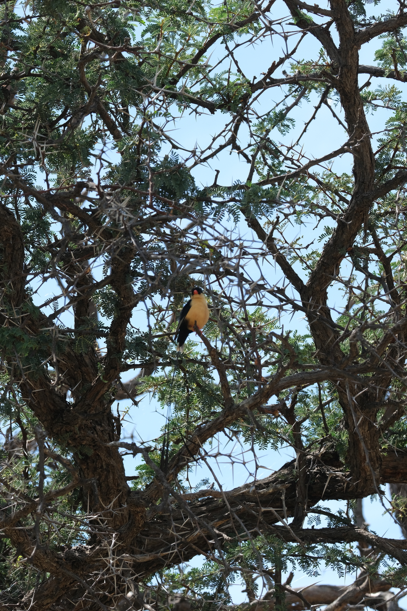 Shaft-tailed Whydah (Vidua regia), photo 1
