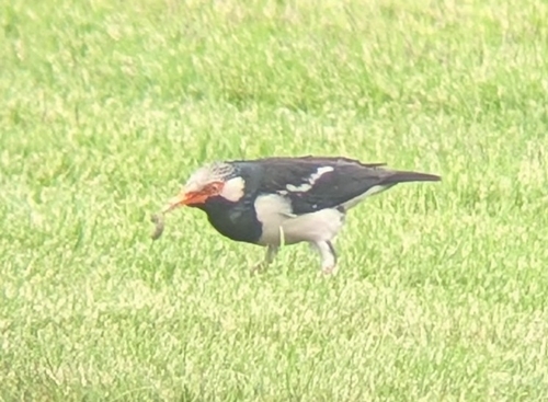 Indian Pied Myna (Gracupica contra), photo 2