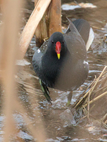 iNaturalist: (c) nkanunnikov, some rights reserved (CC BY-NC) iNaturalist image